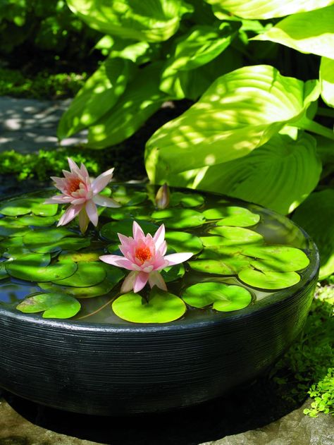 Make your own outdoor water garden - The Boston Globe Small Water Gardens, Container Water Gardens, Lotus Garden, Indoor Water Garden, Buddha Garden, Water Lily Pond, Desain Lanskap, Piscina Natural, Water Features In The Garden