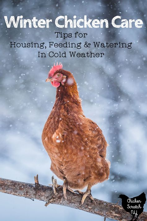 Nature, Chickens Winter Care, How To Care For Chickens In The Winter, Chicken Care In Winter, Feeding Chickens In Winter, Chicken Winter Care, Taking Care Of Chickens, Chickens Winter, Winter Chickens
