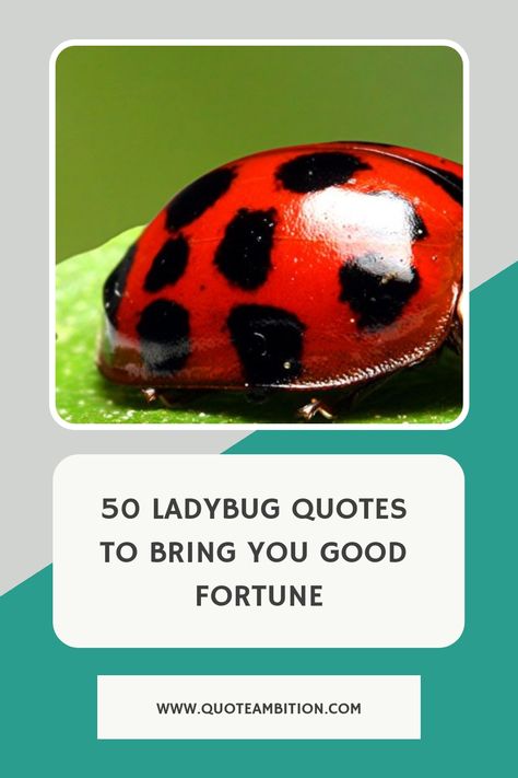 50 Ladybug Quotes to Bring You Good Fortune https://www.quoteambition.com/ladybug-quotes Ladybug Sayings Quotes, Love Bug Quotes, Ladybug Quotes Inspiration, Ladybug Sayings, Bug Quotes, Ladybug Quotes, Cute Captions, Secret Pal, Ladybug Birthday