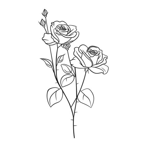 Sketch of blossom roses on stem with leaves. Vintage line drawing. Flowers in engraving style. Hand drawn realistic open rosebuds Flower With Stem Drawings, Rose Bush Drawing, Line Drawing Rose, Rose Line Drawing, Line Drawing Flowers, Bush Drawing, Rose Drawing Simple, Rose Sketch, Leaves Vintage