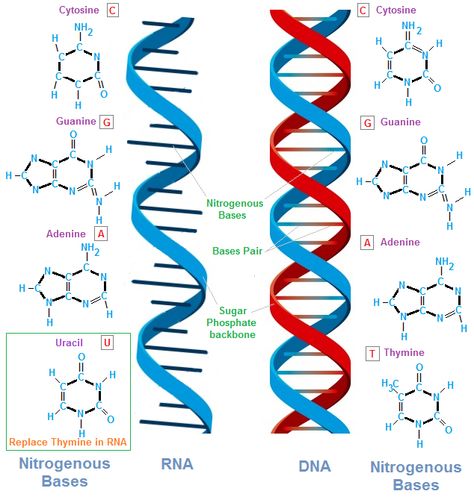 TJ. Nucleic acids are polymolecules, or large biomolecules, essential for all known forms of life. Nucleic acids, which include DNA (deoxyribonucleic acid) and RNA (ribonucleic acid), are made from monomers known as nucleotides.