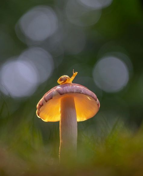 Nature, Mushroom Snail, Congratulations Photos, Snail Art, Mushroom Tea, Victoria Song, Charcoal Art, Mushroom Art, Watercolor Inspiration