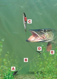 Pike Fishing Tips, Pesca In Mare, Musky Fishing, Pike Fishing, Fishing Rigs, Walleye Fishing, Fishing Techniques, Fishing Knots, Fishing Guide