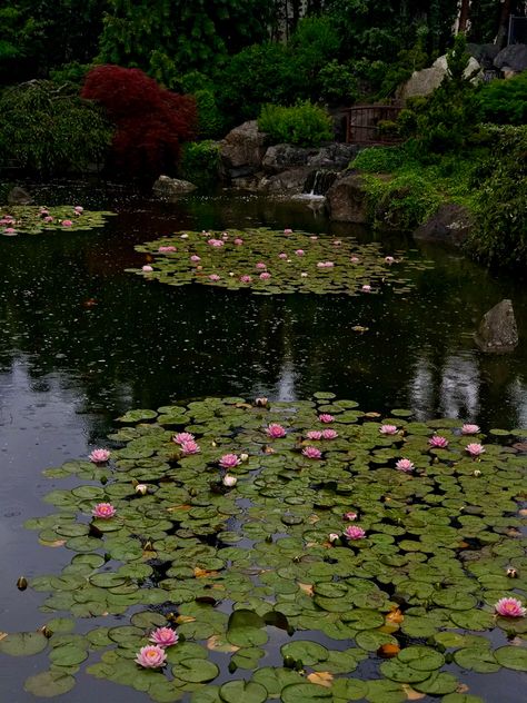 Nature, Louts Flower Aesthetic, Lotus Pond Aesthetic, Autumn Whimsigoth, Lotus Flower Aesthetic, Lotus Flower Garden, Aesthetic Lotus, Black Manor, Lotus Flower Wedding