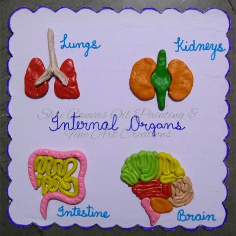 Internal Organs model with Clay for kids Internal Organs Activity, Internal Organs Drawing, Internal Organs For Kids, Clay Organs, Easy Clay Models, Organ Donation Poster, Radiology Schools, Clay For Kids, Solar System Projects For Kids