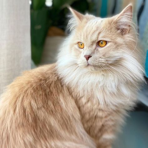 All information about Ragamuffin: All Details Ragamuffin Kittens, Ragamuffin Cat, Ragdoll Kittens For Sale, Sand Cat, Ragdoll Kittens, Warrior Cat Oc, Ragamuffin, Cat Oc, Kittens For Sale
