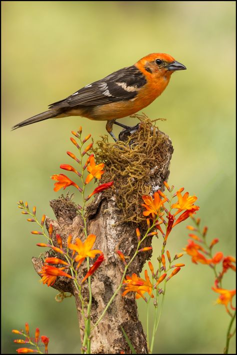 Colourful Birds, Kinds Of Birds, Airbrush Art, All Birds, Bird Pictures, Exotic Birds, Pretty Birds, Bird Photo, Colorful Birds