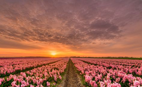 Netherlands Nature Pink color Sky Fields Flowers Sunrises and sunsets Hyacinths Wallpaper Edgy, Flower Desktop Wallpaper, Frühling Wallpaper, Nature Desktop Wallpaper, Pink Wallpaper Laptop, Nature Desktop, Macbook Air Wallpaper, Spring Scenery, Sunrise Wallpaper