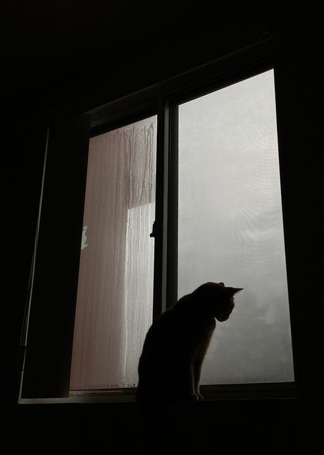 Tumblr, Cat Dark Aesthetic, Cat In Rain, Cat In The Rain, Cat Crying, Cat Dark, Calming Cat, Cat Hotel, Book Cover Artwork