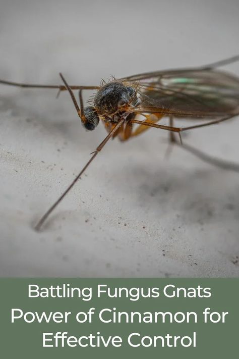 Fungus gnats are tiny, dark-colored flies commonly observed in the vicinity of indoor plants.
They have a particular affinity for damp soil and thrive in humid conditions, making potted plants a preferred habitat.
#fungusgnats
#gnatproblems
#houseplantpests
#indoorplantproblems
#getridofgnats
#cinnamonforfungusgnats
#naturalpestcontrol
#organicgardening
#gardeninghacks
#plantcaretips Potted Plants, Organic Gardening, Gnat Spray, Fungus Gnats, Fly Control, Natural Pest Control, Plant Problems, Plant Care, Gardening Tips