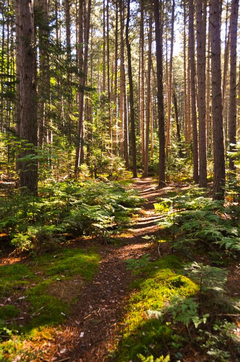 Birch Forest Photography, Michigan Forest, Arte Indie, Forest Trail, Forest Path, White Birch, Walk In The Woods, Tree Forest, Pretty Places