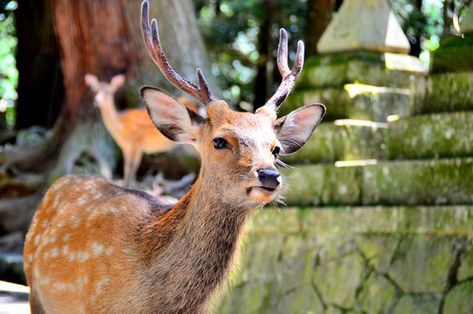 Decoding the Sacred Genetics of Japan's Sika Deer Inazuma Oc, Genshin Inazuma, Japanese Deer, Culture Appreciation, Soft Circuits, Giant Buddha, Oc Reference, Sika Deer, Fallow Deer