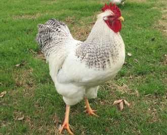 Chicken, Big Chicken Breeds, Largest Chicken Breed, Jersey Giant, Biggest Chicken, Chicken Breeds, Have You Ever, Top 10, The Top