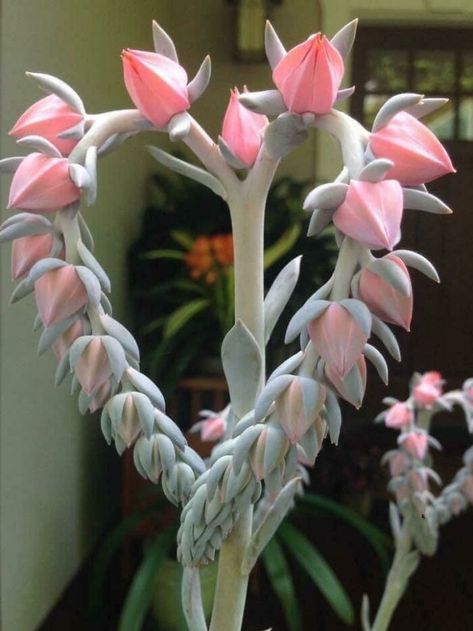 Heart Succulent, Strange Flowers, Weird Plants, Succulent Gardening, Unusual Plants, Unusual Flowers, Rare Flowers, Unique Plants, Chelsea Flower Show