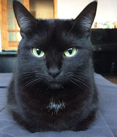 The short answer is yes, cats can see some colors, but not the same range that we can. Let’s dig into how cats see and which colors their eyes can detect. Names For Black Cats, Black Cat Green Eyes, Black Cat With Green Eyes, Black Cat Pictures, Black Cat Breeds, Chat Halloween, Black Cat Aesthetic, Black Cat Tattoos, Cute Black Cats