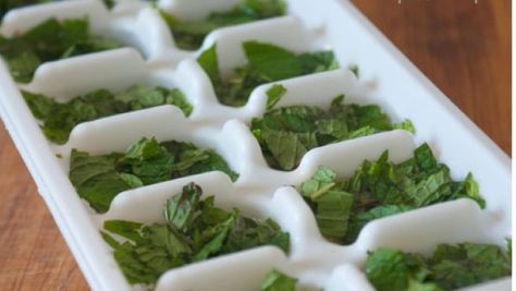 Preserving Mint, Mint Leaves Recipe, Preserve Fresh Herbs, Drying Fresh Herbs, Drying Mint Leaves, Mint Herb, Dark Chocolate Mint, Freezing Herbs, Preserving Herbs