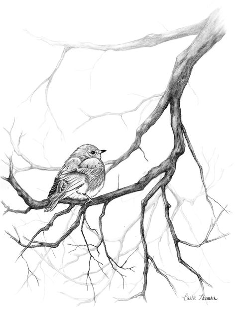 Bird On Tree Branch, White Pencil Drawing, Boom Kunst, Branch Drawing, Sitting On A Tree, Fotografi Kota, Bird Sketch, Nature Art Drawings, Charcoal Pencil