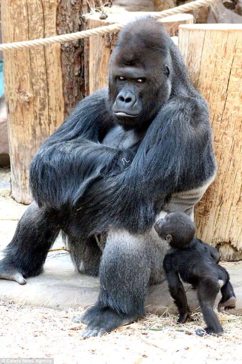 Richard the gorilla pulls off more modelling poses at Prague Zoo Zoo Pictures, Regnul Animal, Silverback Gorilla, Baby Gorillas, Blanket Knitting, Haiwan Peliharaan, صور مضحكة, Primates, Sweet Animals