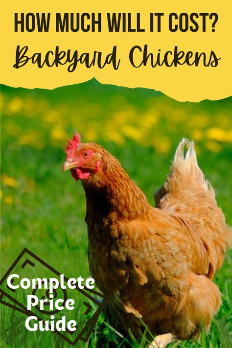 Discover how much money it costs to raise backyard chickens. Simple DIY set ups along with elaborate convenient ideas. Choose what fits your style and budget. Brooder, coop, feeders, waterers, buying feed etc. Chicken 101 Raising, Happy Chickens, Raising Meat Chickens, Chickens 101, Urban Chicken, Chickens Backyard Breeds, Urban Chicken Farming, Raising Chicken, Hobby Farming