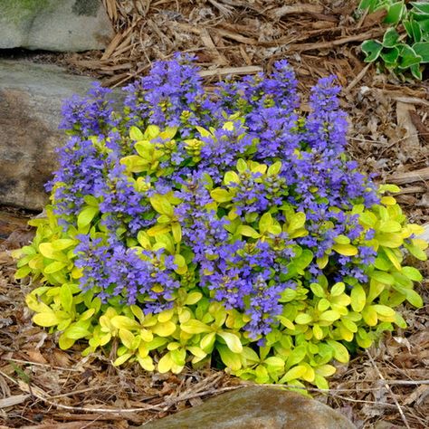 Zone 6 Plants | Plants for Zones 6a - 6b | Zone 6 Perennials Zone 6 Plants, Flowering Shade Plants, Rabbit Resistant Plants, Full Shade Plants, Dry Shade Plants, Shade Tolerant Plants, Garden 2023, Rock Plants, Shade Loving Perennials