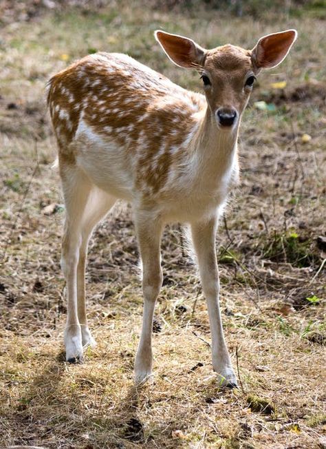 2,000+ Best Deer Photos · 100% Free Download · Pexels Stock Photos Deer Deterent, Irish Spring Soap, Deer Repellant, Irish Spring, Wild Deer, Deer Photos, Deer Pictures, Fallow Deer, Deer Resistant Plants