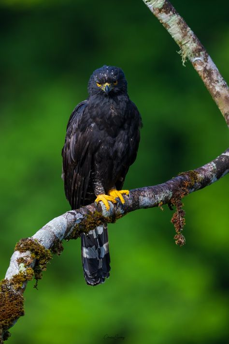 https://flic.kr/p/2pRwMC7 | Black Hawk-Eagle | Black Hawk-Eagle Aguilillo Negro (Aguilucho) (Spizaetus tyrannus) Black, Hawk Eagle, Eagle Black, Black Hawk