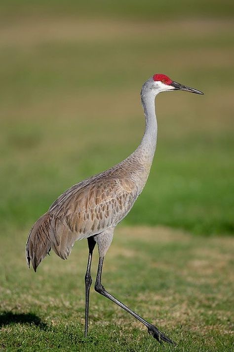 Sandhill Crane (Grus canadensis) Nature, Sand Hill Cranes, Sailboat Quilts, Crane Drawing, Sarus Crane, Bird Journal, Crane Tattoo, Bird Painting Acrylic, Sandhill Cranes