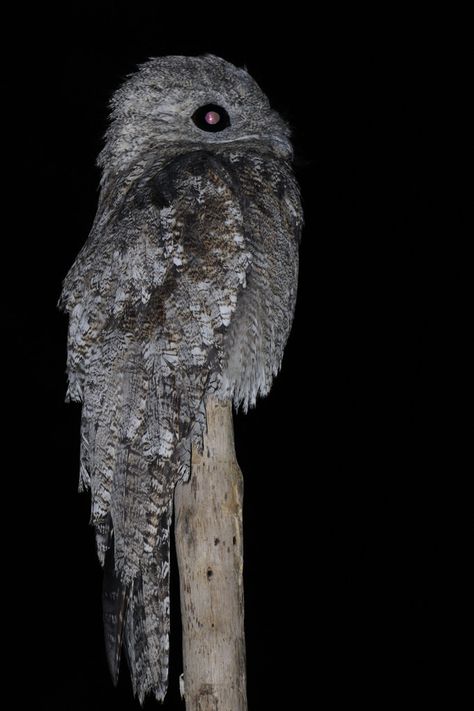 Great Potoo, Potoo Bird, Nocturnal Birds, Nocturnal Animals, Owl Pictures, Australian Birds, Big Bird, Bird Pictures, Animal Companions