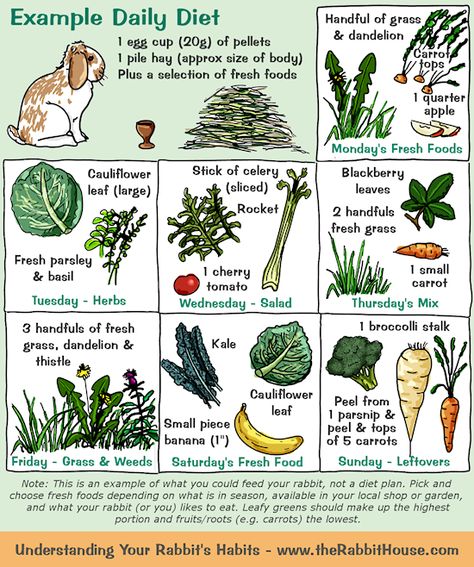 As an example, a rabbit could have 1 egg cup of pellets and a pile of hay per day, plus a selection of vegetables. One day it might be a cau... Rabbit Diet, Pet Rabbit Care, Meat Rabbits, Rabbit Treats, Pet Bunny Rabbits, Raising Rabbits, Indoor Rabbit, Rabbit Cages, Bunny Care