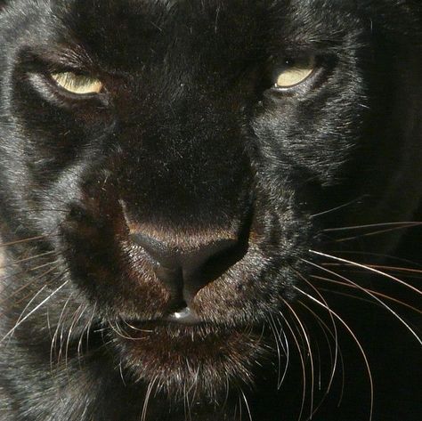 By jovidoes on flickr, Panthera Final Fantasy, Big Cats, Jaguar, Black Panther, Black Aesthetic, Marvel Cinematic Universe, Belle Photo, Dark Aesthetic, A Black