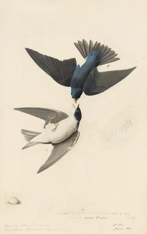 Audubon's Watercolors Pl. 100, Tree Swallow Audubon Prints, Tree Swallow, Audubon Birds, James Audubon, Birds Of America, John James Audubon, Wildlife Artists, Illustration Vintage, Scientific Illustration