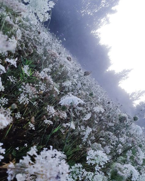 Nature, Foggy Flower Field, Cold Spring Aesthetic, Snowy Flowers, Flower Feild, Jjk Oc, Moomin Valley, Snow Flower, Pretty Nature