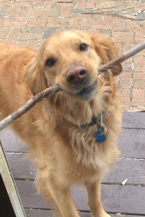 Golden Retriever Being Silly, Golden Retriever Reaction Pic, Golden Retriever House, Derpy Golden Retriever, Grumpy Golden Retriever, Dog With Stick, Golden Retriever Energy Aesthetic, Golden Retriever Funny Pictures, Two Golden Retrievers