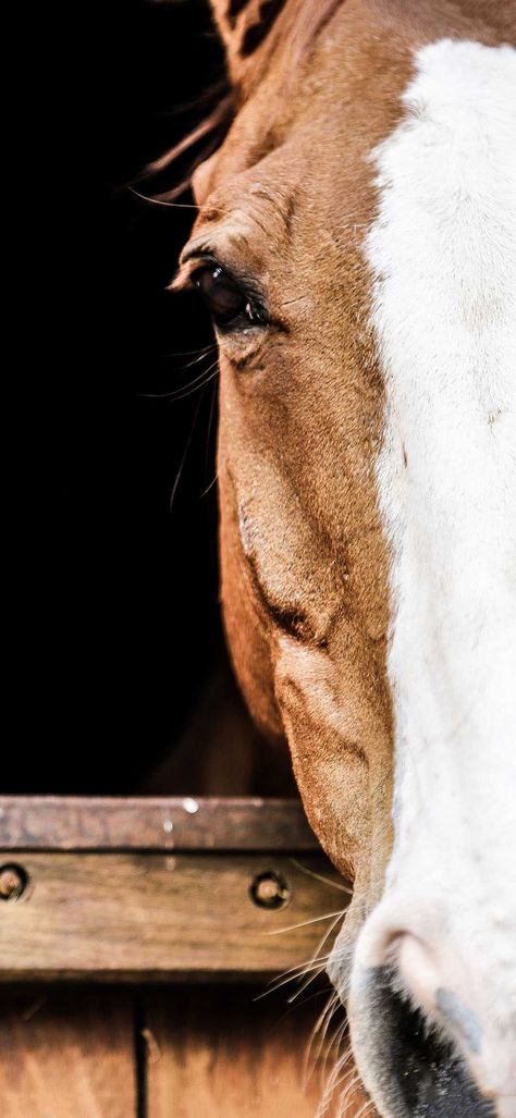 Horse Lockscreen, Horse Wallpapers, Aesthetic Horse, Horse Beautiful, Horse Brown, Free Horses, Horse Wallpaper, Horse Horse, Beautiful Horse