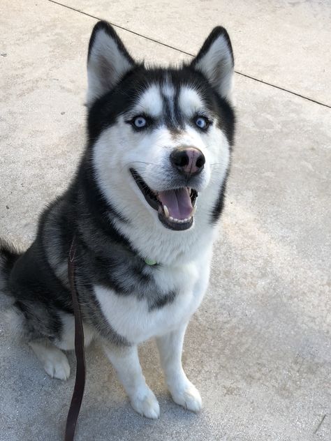 Cyberian Huskies, Siberian Dog, Dog Aesthetics, Husky With Blue Eyes, Royal Dog, Dog Names Unique, Malamute Husky, Dog Husky, Husky Pics