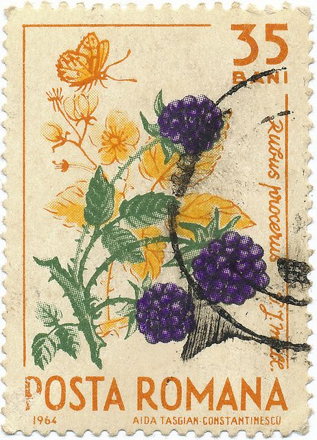 1964 Romanian Stamp - Blackberry by alexjacque, via Flickr Stamp Widget, 1960s Illustration, Grafika Vintage, طوابع بريد, Postage Stamp Design, طابع بريدي, Postal Vintage, Postage Stamp Art, Vintage Postage Stamps