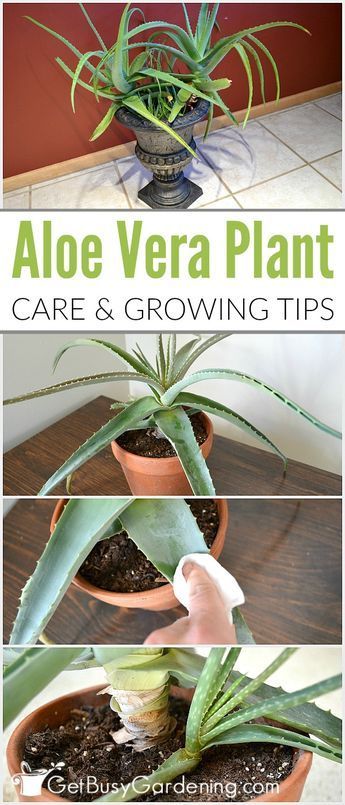 Aloe vera is a very popular plant that is best known for the healing qualities of the gel. Given the proper aloe vera plant care, these amazing plants can live for many years. Aloe Vera Plant Care, Growing Aloe Vera, Amazing Plants, نباتات منزلية, Aloe Plant, Aloe Vera Plant, Inside Plants, Succulents Indoor, House Plants Indoor