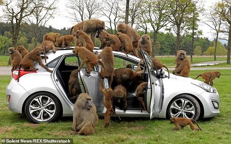 Monkey business at Knowsley Safari Park after baboons are seen armed with knives and screwdrivers | Daily Mail Online Funny Pictures, Baboon, Memes, Minecraft Wallpaper, Car Memes, Safari Park, Monkeys Funny, Monkey Business, Twitter