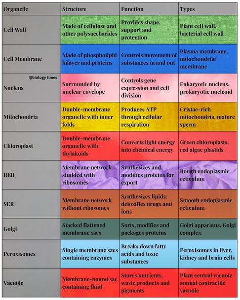 The table provides a summary of the structure, function, and types of various cellular organelles. It includes the cell wall, cell membrane, nucleus, mitochondria, chloroplast, rough and smooth endoplasmic reticulum, Golgi apparatus, peroxisomes, and vacuoles. The structure of each organelle is briefly described, along with its primary function and some examples of different types. Table serves as a useful reference for understanding the basic features of these important cellular structures. Golgi Apparatus Notes, Endoplasmic Reticulum Notes, Cell Structure And Function Notes, Anatomy Revision, Smooth Endoplasmic Reticulum, The Fundamental Unit Of Life, Fundamental Unit Of Life, Cell Definition, Cell Biology Notes