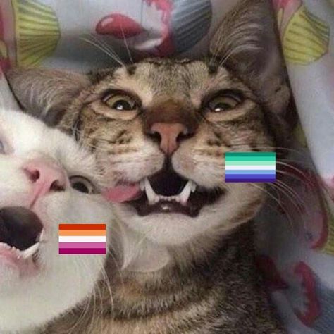 bff cats icon <3 lesbian&gay flags Gay Pfp Icon, Gay Flag Aesthetic, Gay Animals, Cats Icon, Black Dudes, Gay Icon, Lgbt Humor, Lgbtq Funny, Gay Outfit