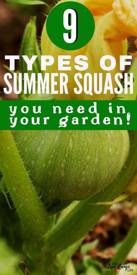 Types Of Squash Summer, Different Kinds Of Squash, Garden Upcycle, Types Of Squash, Squash Types, Mexican Squash, Pattypan Squash, Growing Squash, Green Zucchini