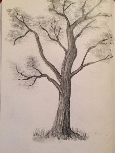 Sketch Tree Pencil, Oak Tree Drawings Simple, Shaded Tree Drawing, Sketches Of Trees Pencil, Tree Drawing With Pencil, Leaveless Tree Drawing, Tree Shading Pencil, Tree Drawings Pencil Simple, Tree Drawing No Leaves