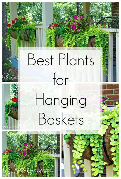 MUST PIN post for awesome curb appeal! Best flower box ideas into instant WOW! DIY flower baskets that you can make this weekend! // 3 Little Greenwoods Deck Planter Ideas, Flower Box Ideas, Hanging Plants Outdoor, Hanging Plants Diy, Deck Planters, Porch Plants, Jardim Diy, Plants For Hanging Baskets, Flower Baskets