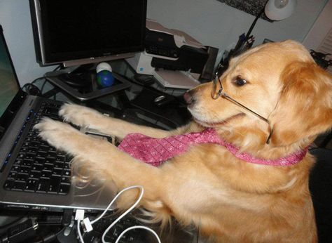 Remember that funny picture of a beautiful golden retriever seated at a computer with the caption “I have no idea what I'm doing?” Her owner has come forward with more hilarious photos of her dog doing human things and being totally confused. Meme Gato, Silly Dogs, Silly Animals, Husky Puppy, Golden Dog, Working Dogs, Dog Memes, Animal Memes, Pet Shop