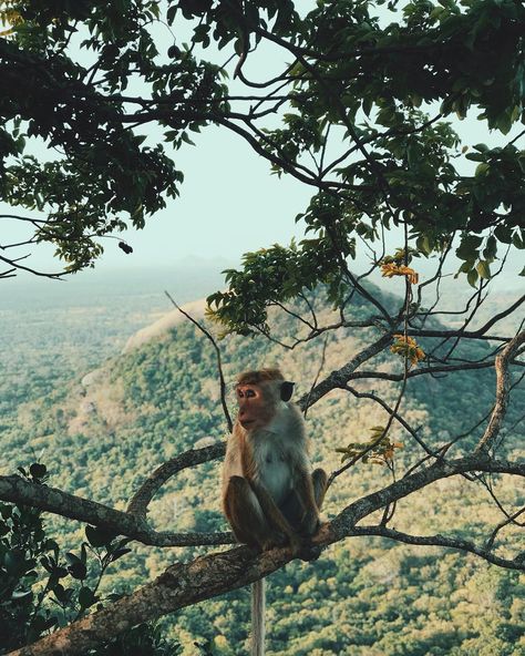 Nature, Zoology Career, Monkey Aesthetic, Monkey Images, Biology Aesthetic, Conservation Biologist, Wildlife Biologist, Conservation Biology, Animal Conservation