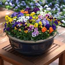 Sorbet® XP Autumn Select Mixture Viola Shallow Planters, Types Of Houseplants, Viola Flower, Container Gardening Flowers, Garden Containers, Low Maintenance Plants, Fall Plants, Bedding Plants, All Flowers