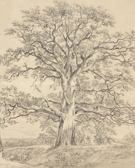 Vintage tree sketch vintage tree art tree sketch print tree | Etsy Oak Tree Drawings, Black Oak Tree, Drawing Trees, Dark Elements, John Constable, Tree Sketches, Pencil Drawings Easy, Vintage Tree, National Gallery Of Art