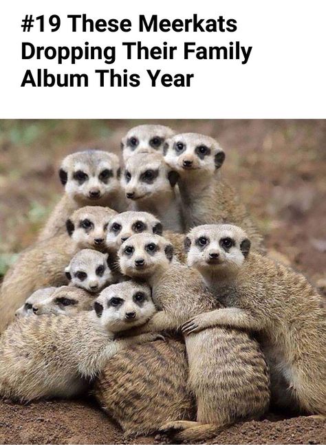 Animal Hugs, Album Of The Year, Dark Heart, Fluffy Animals, Cute Animal Videos, Funny Animal Memes, Cute Animal Pictures, Animal Photo, Animal Memes