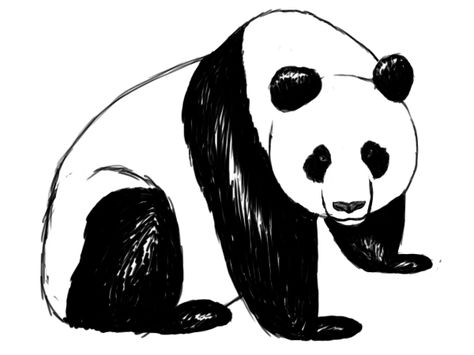 Pandas, Panda Line Drawing, Draw A Panda, Eraser Drawing, Panda Drawing, Drawn Together, African Theme, Easy Animals, Drawing Step