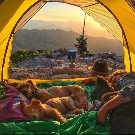 “Camping With Dogs” Instagram Will Inspire You To Go Hiking With Your Dog | Bored Panda Camping Essentials, Appaloosa, Camping With Golden Retriever, Dogs Having Fun, Cozy Camping, Caravan Camping, 골든 리트리버, Living Things, Go Hiking
